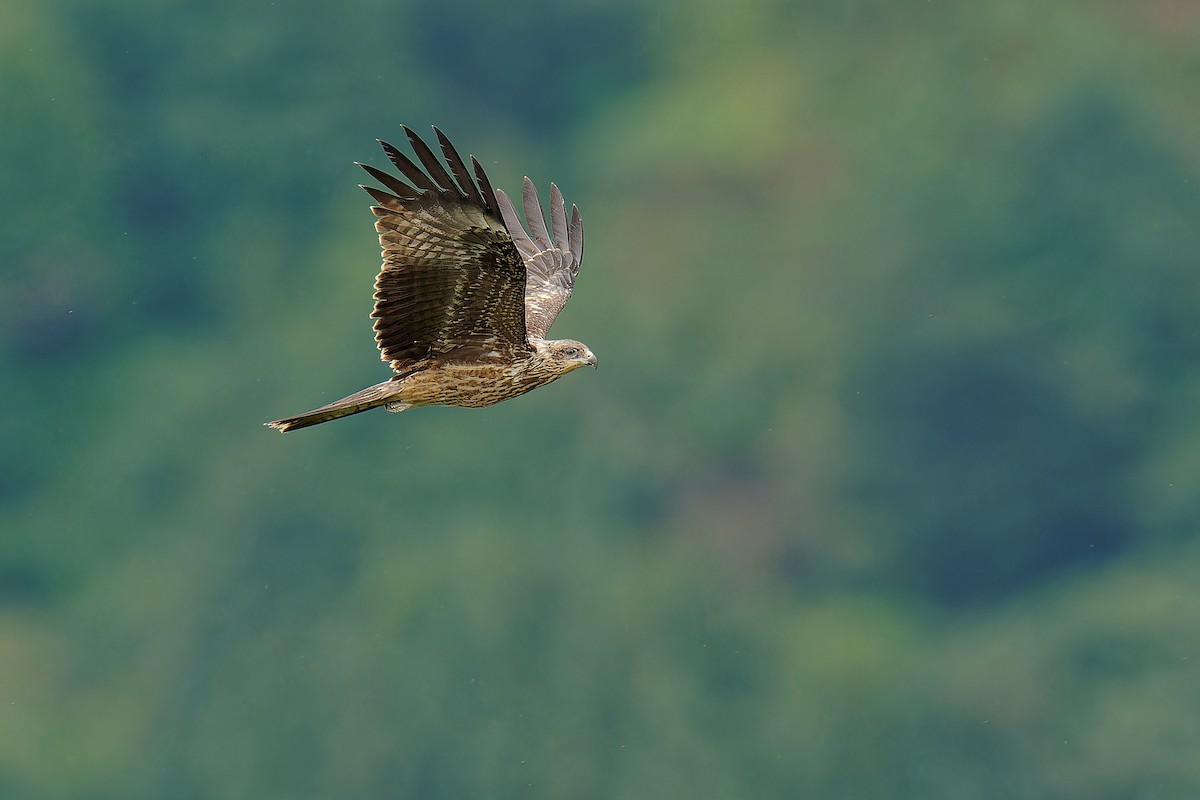 Black Kite - ML624539058