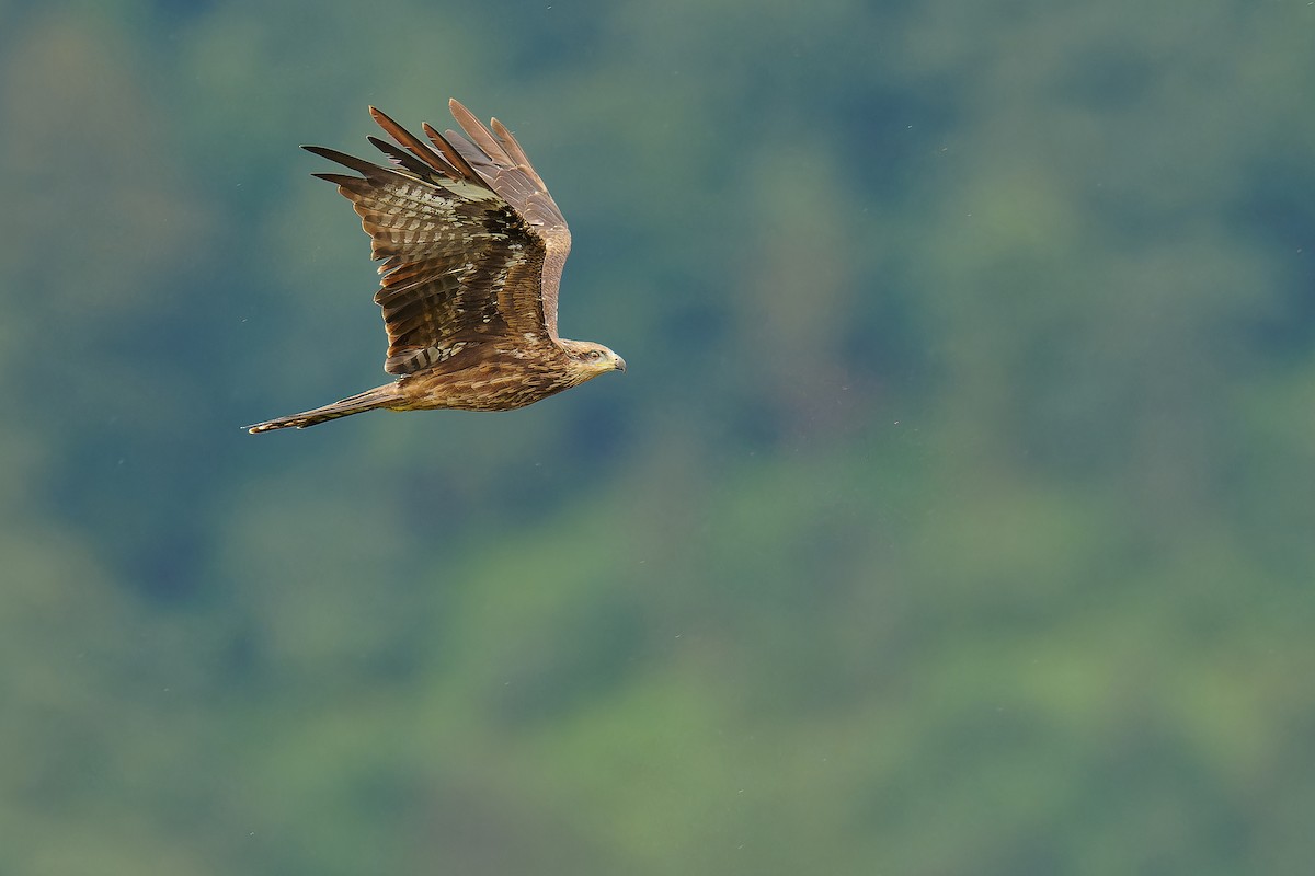 Black Kite - ML624539059