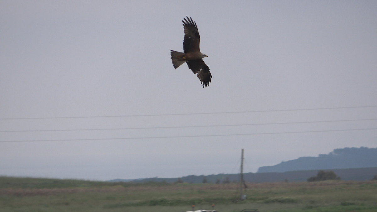 Black Kite - ML624539105