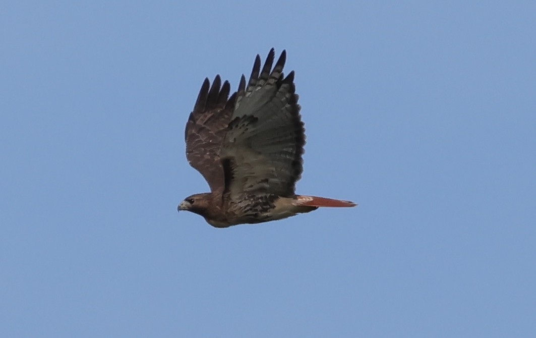 Red-tailed Hawk - ML624539158