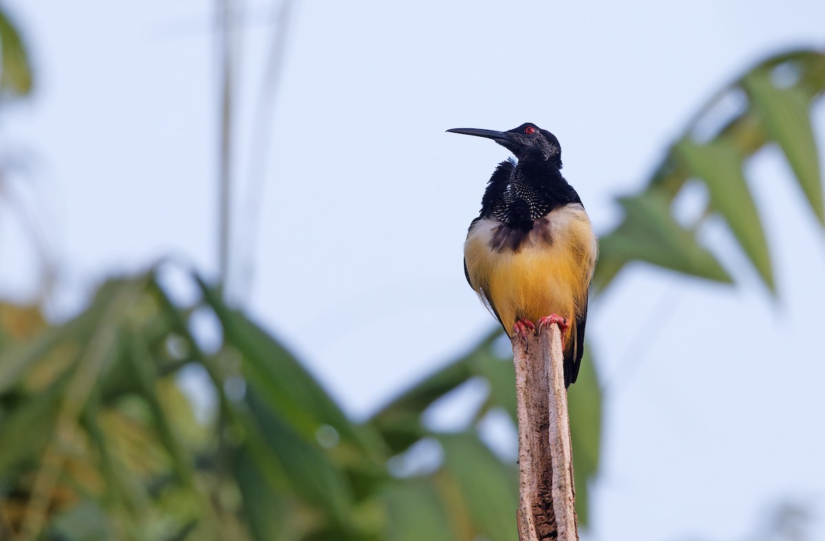 Twelve-wired Bird-of-Paradise - ML624539188