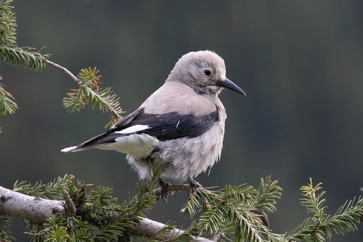 Clark's Nutcracker - Eric Gustafson