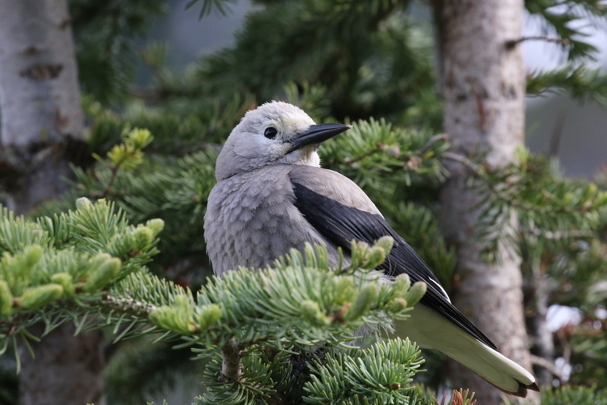 Clark's Nutcracker - Eric Gustafson