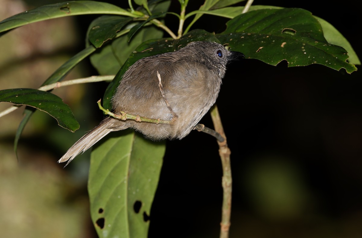 Mamberamo Shrikethrush - ML624539357