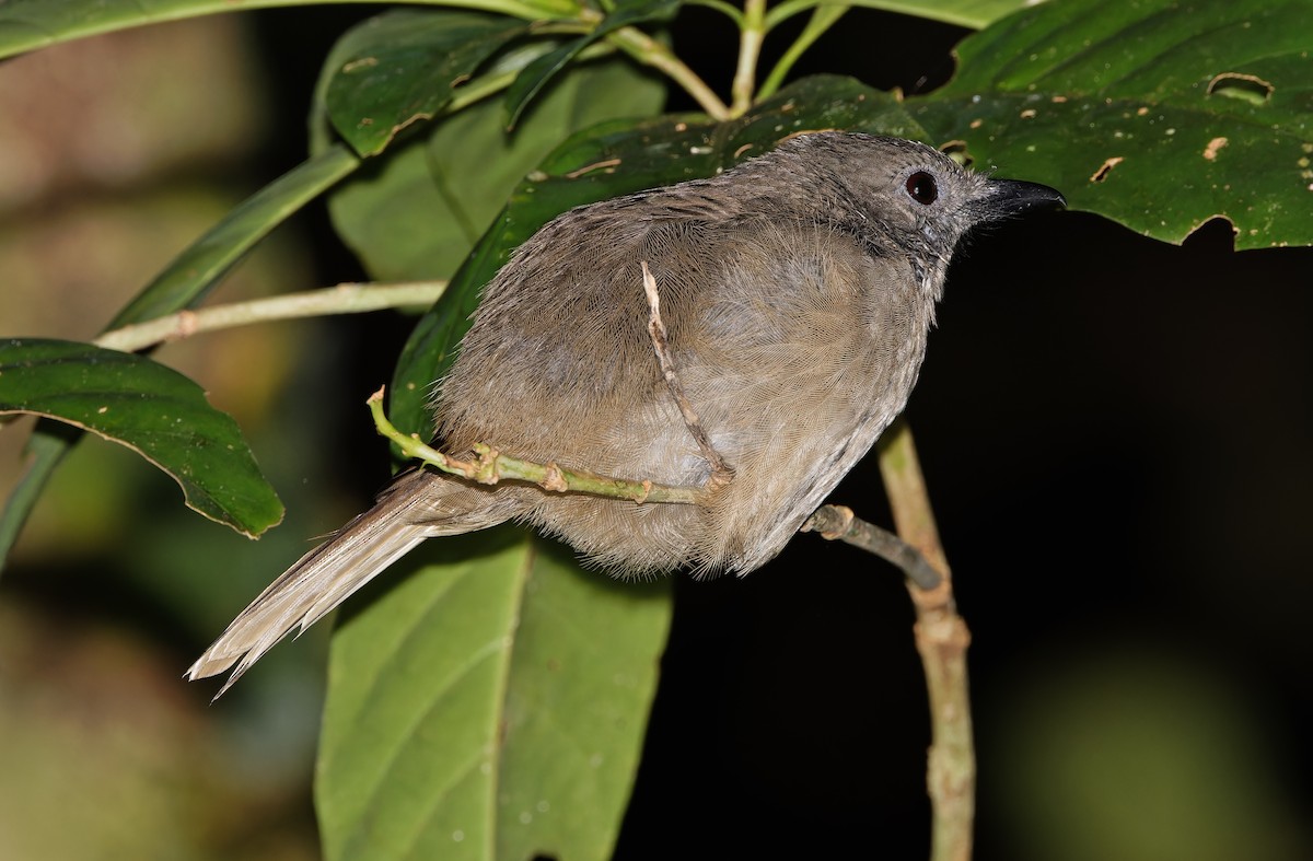 Mamberamo Shrikethrush - ML624539358