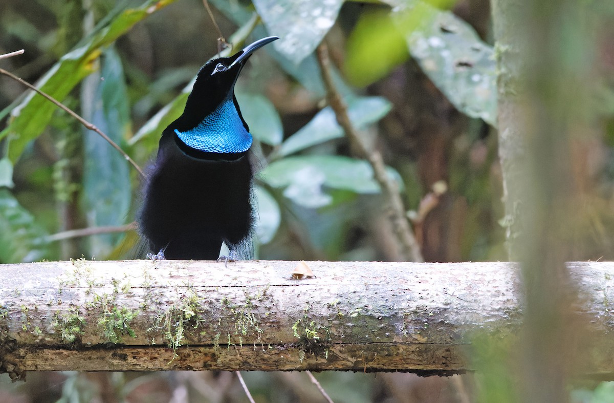 Magnificent Riflebird - ML624539395