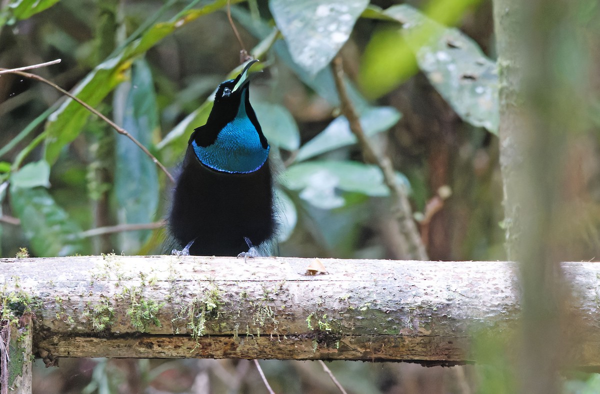 Magnificent Riflebird - ML624539396