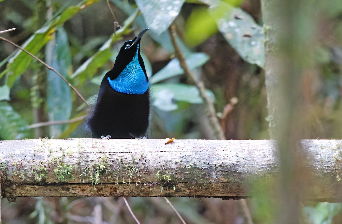 Magnificent Riflebird - ML624539397