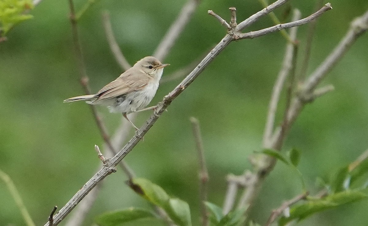 Booted Warbler - Guillermo Rodríguez