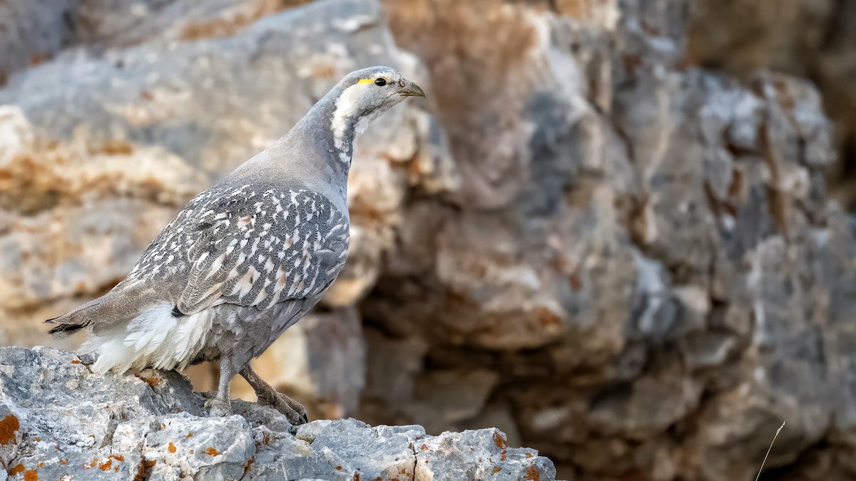 Caspian Snowcock - ML624539445