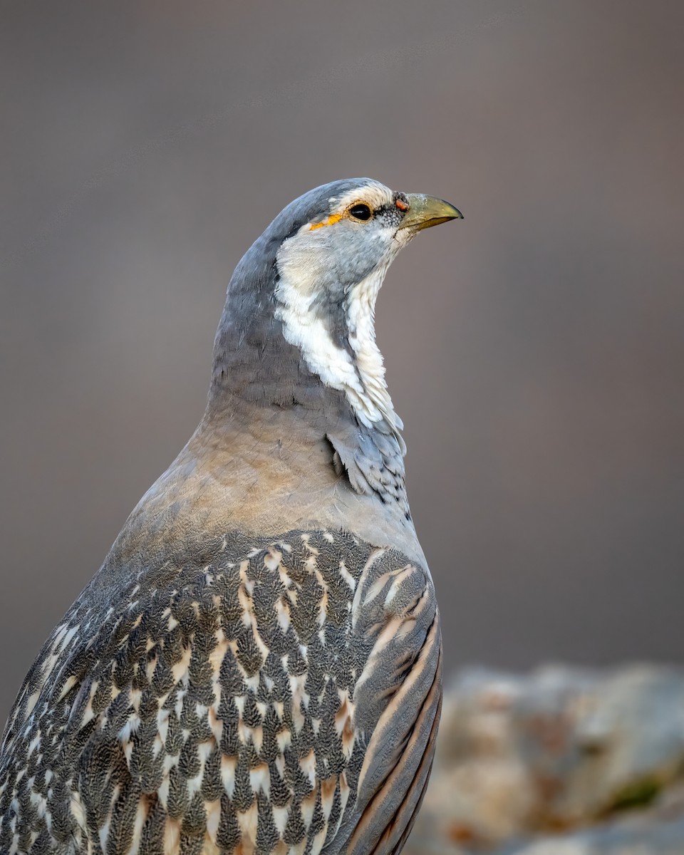 Caspian Snowcock - ML624539446