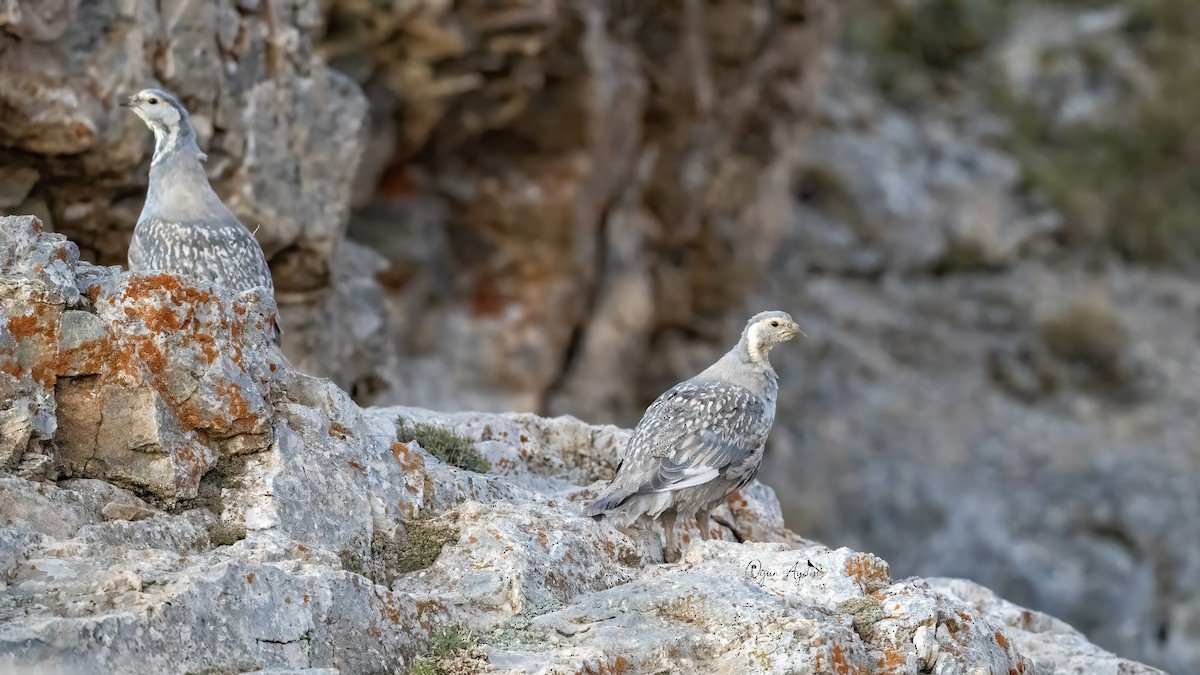 Caspian Snowcock - ML624539448
