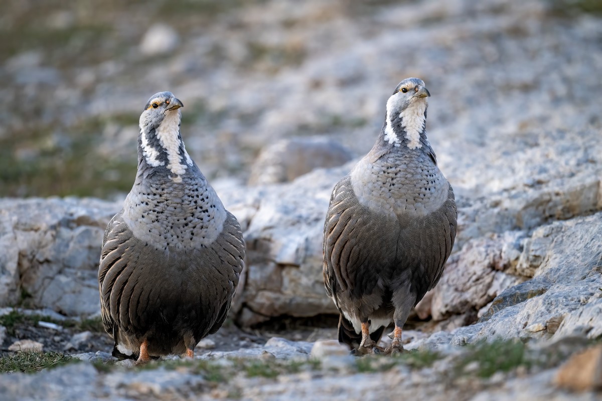 Caspian Snowcock - ML624539450