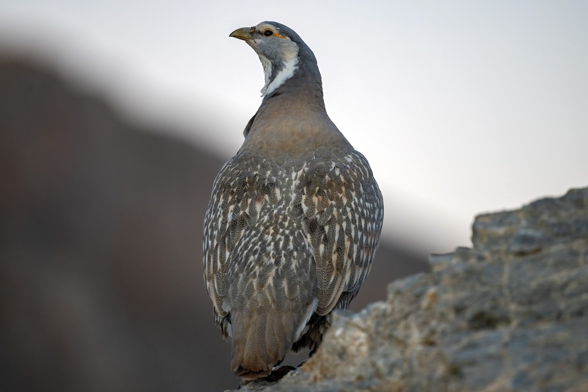 Caspian Snowcock - Ogün Aydin