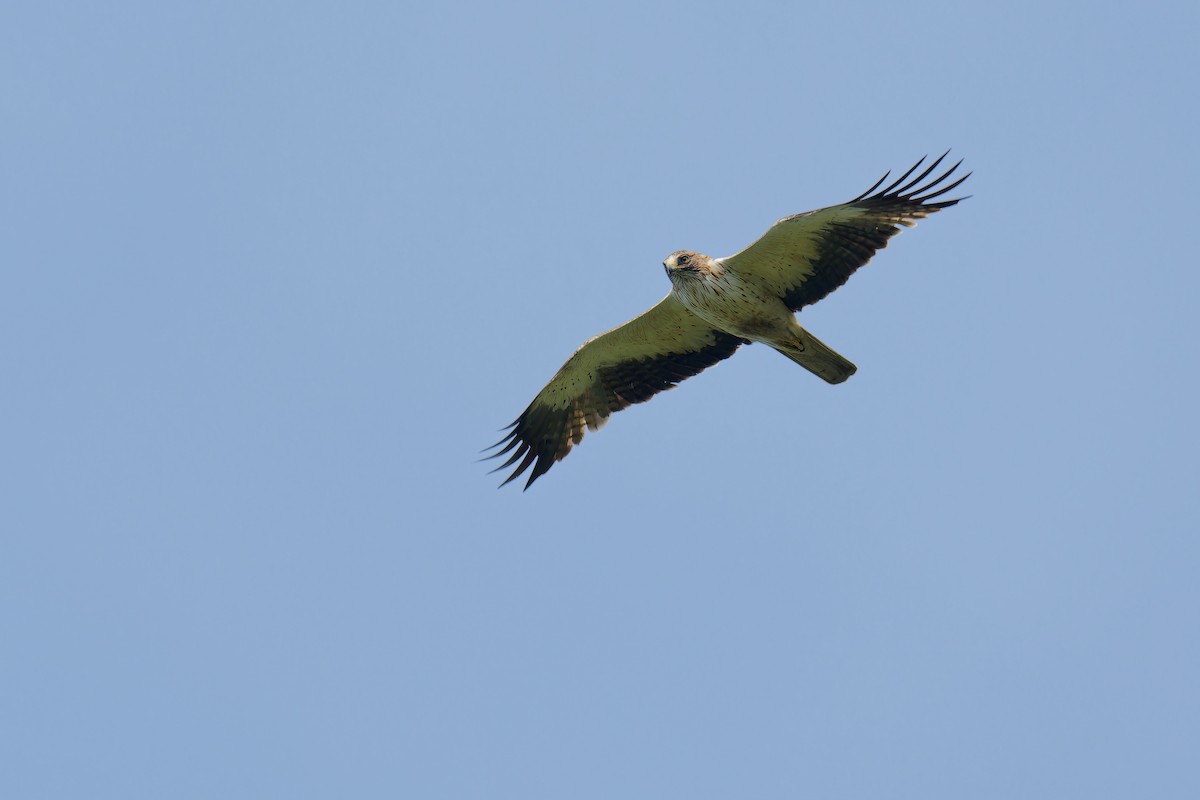 Booted Eagle - ML624539452