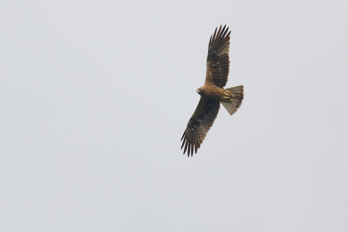 Booted Eagle - ML624539453