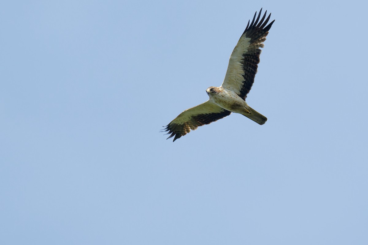 Booted Eagle - ML624539454