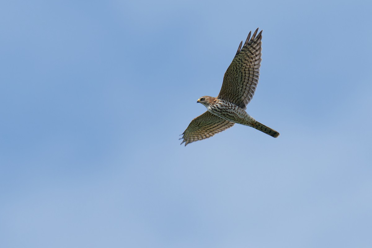 Levant Sparrowhawk - ML624539456