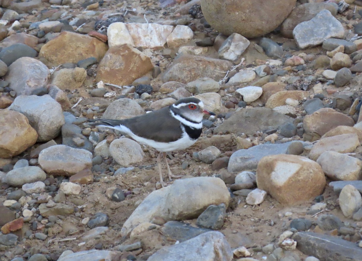 Three-banded Plover - Roy Netherton