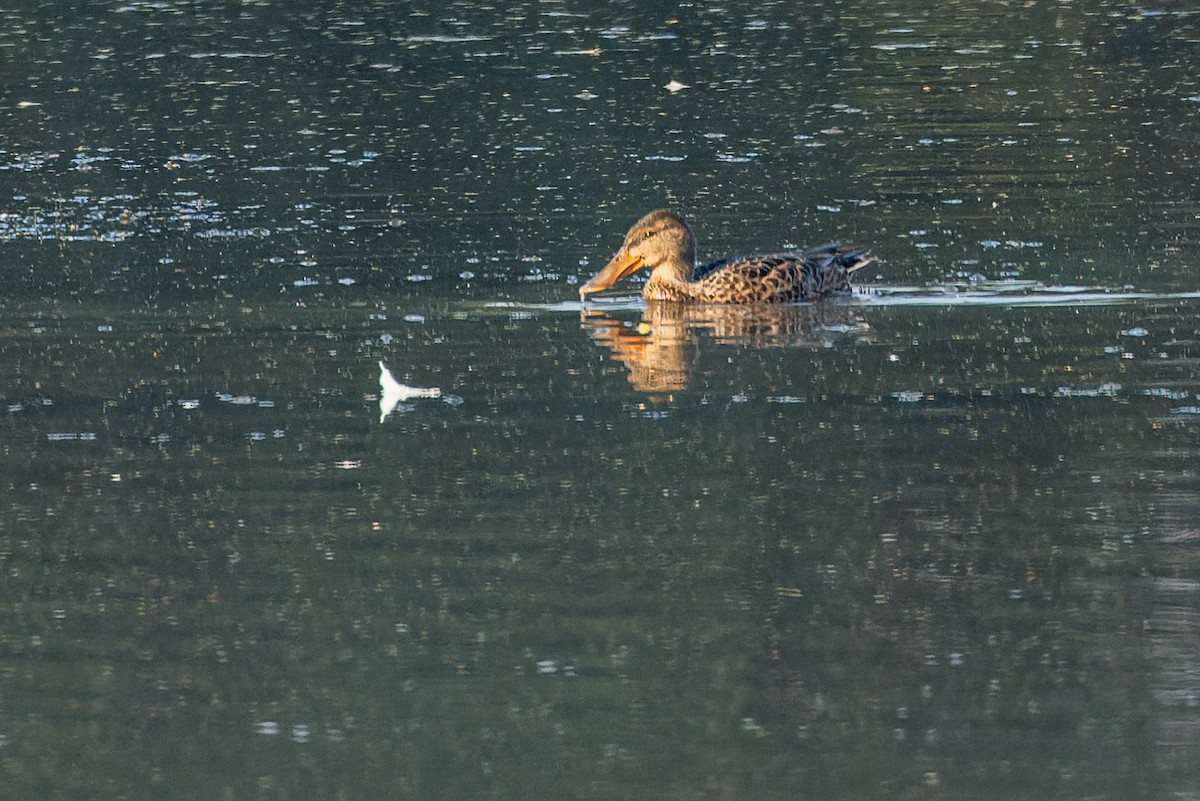 Northern Shoveler - ML624539466