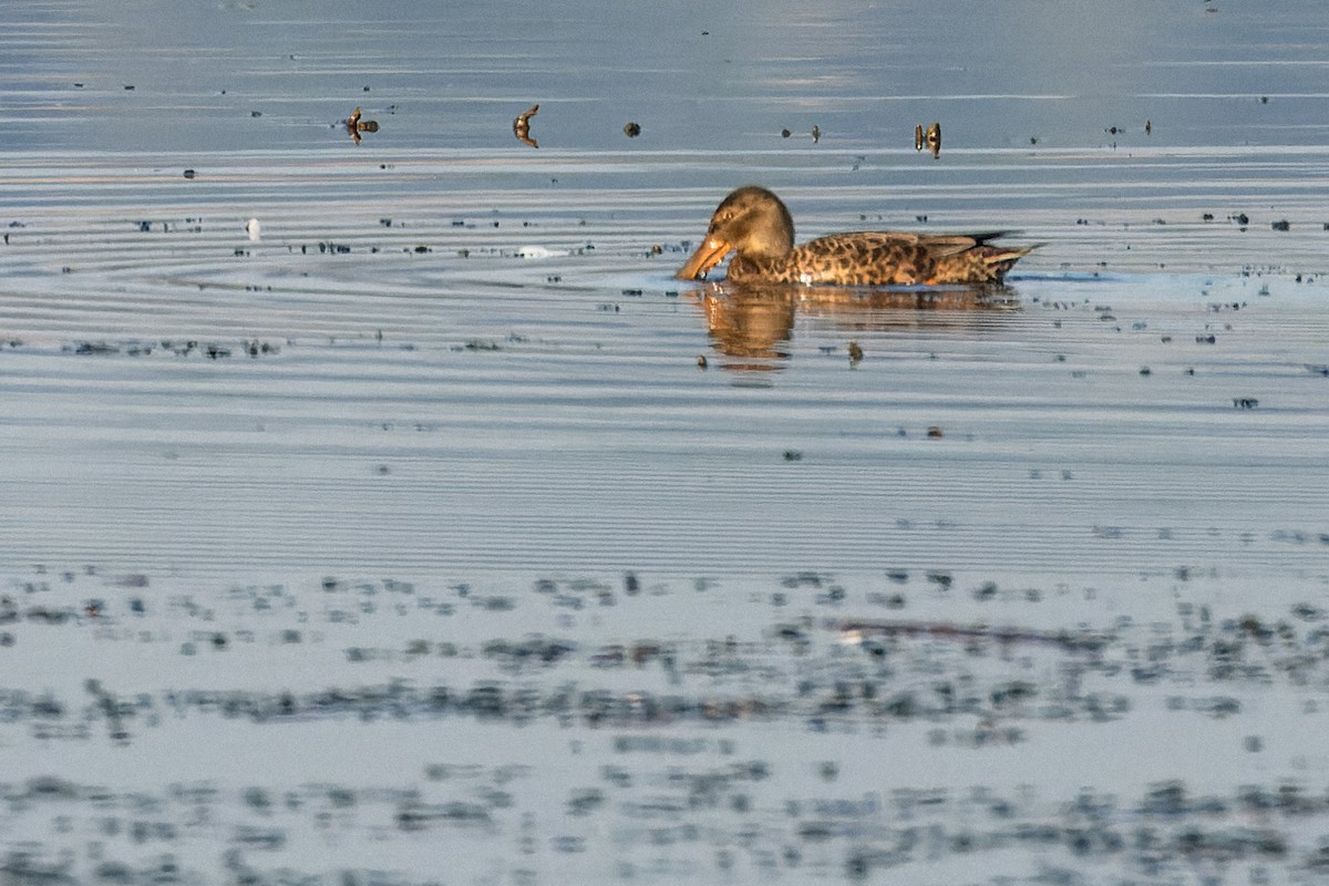 Northern Shoveler - ML624539468