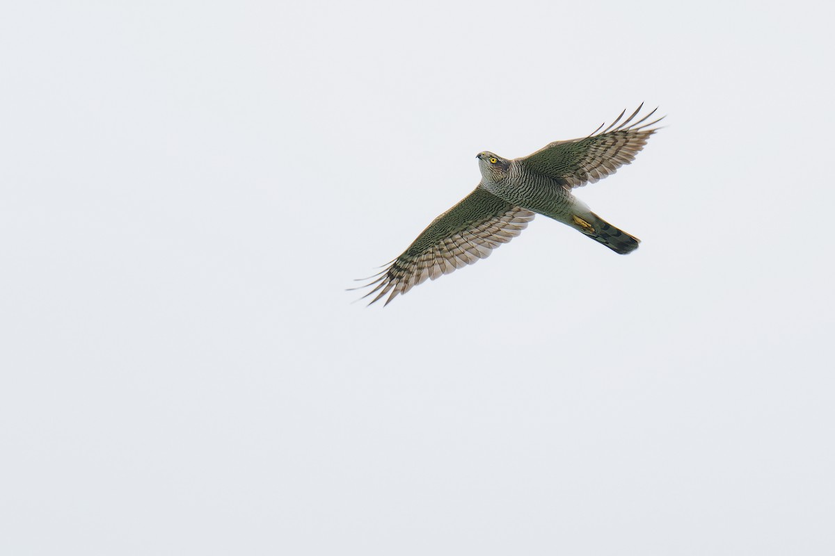 Eurasian Sparrowhawk - ML624539470