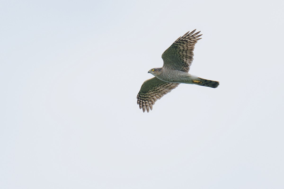 Eurasian Sparrowhawk - ML624539471