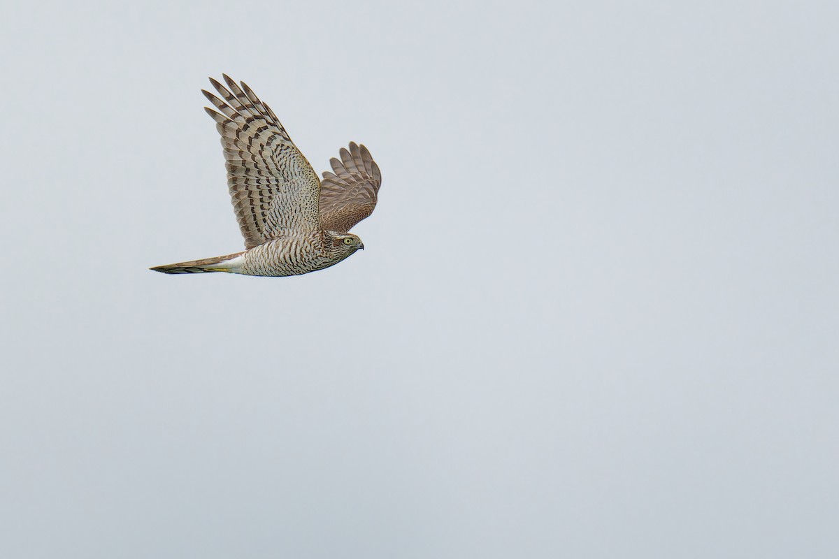 Eurasian Sparrowhawk - ML624539472