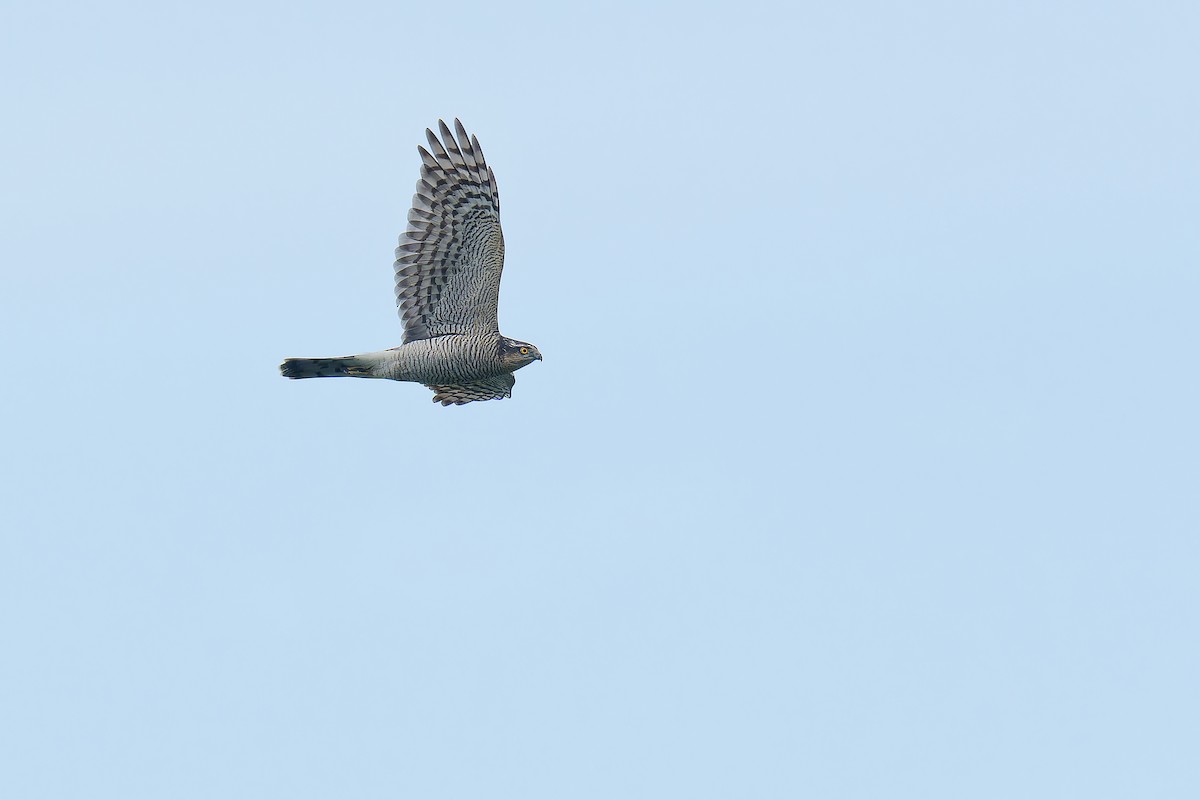 Eurasian Sparrowhawk - ML624539473