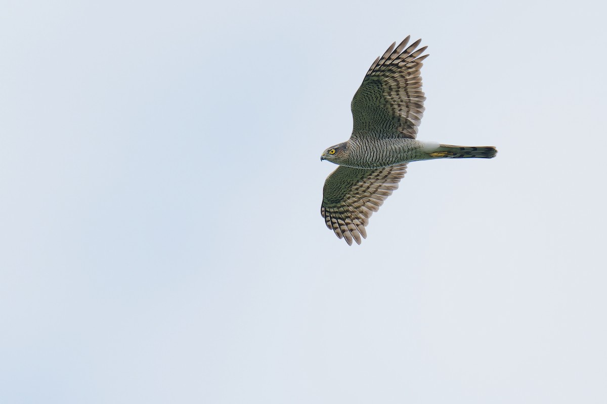 Eurasian Sparrowhawk - ML624539474