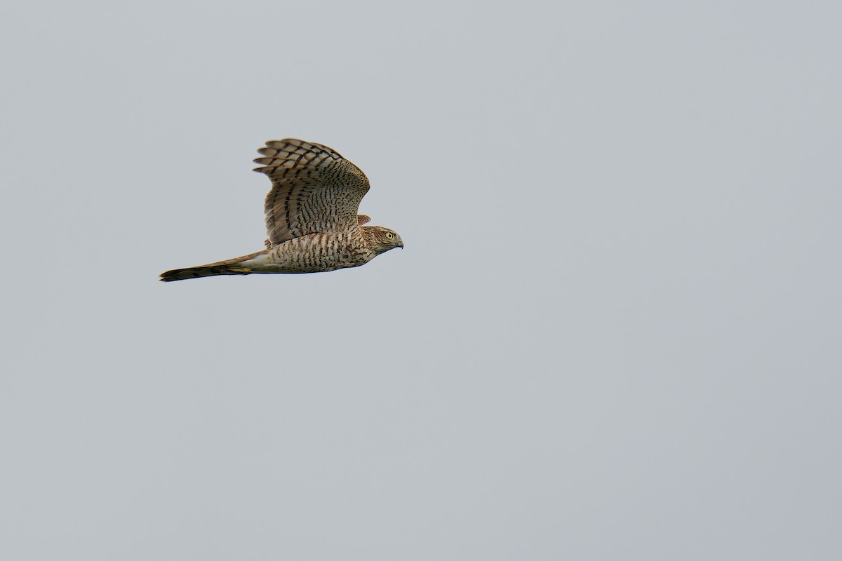 Eurasian Sparrowhawk - Vincent Wang