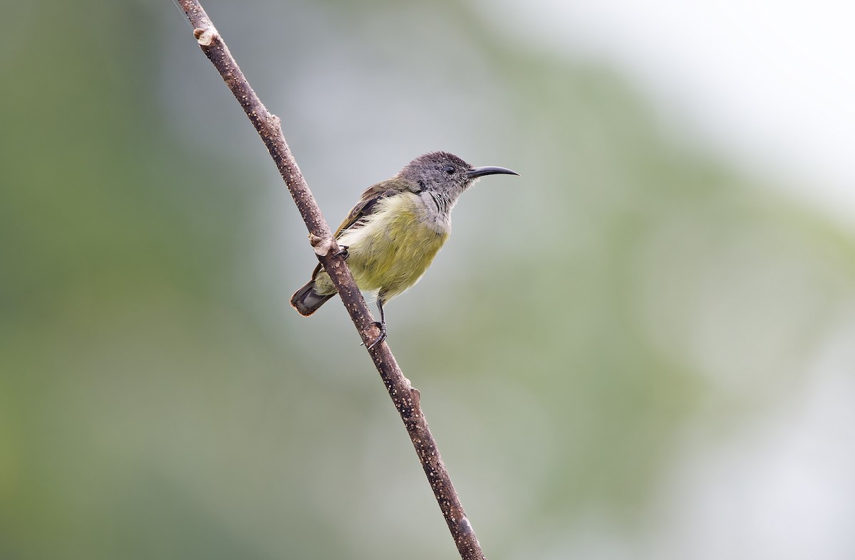 Black Sunbird - ML624539477