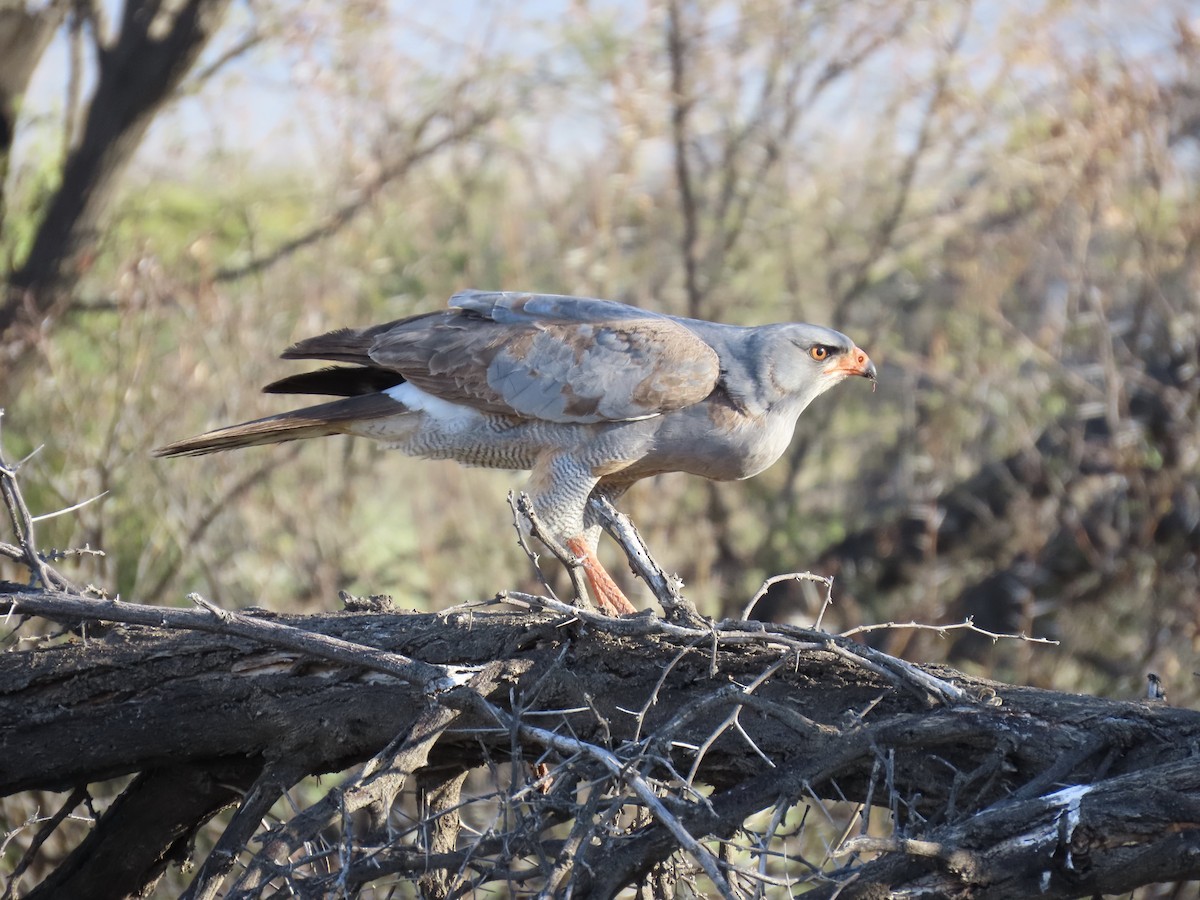 Pale Chanting-Goshawk - ML624539478