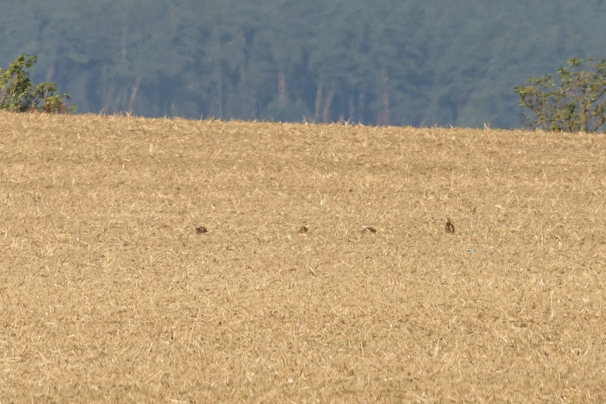 Gray Partridge - ML624539479