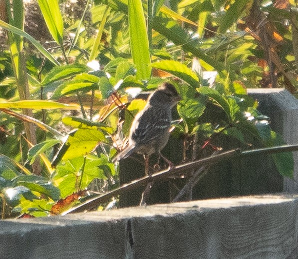 White-crowned Sparrow - ML624539522