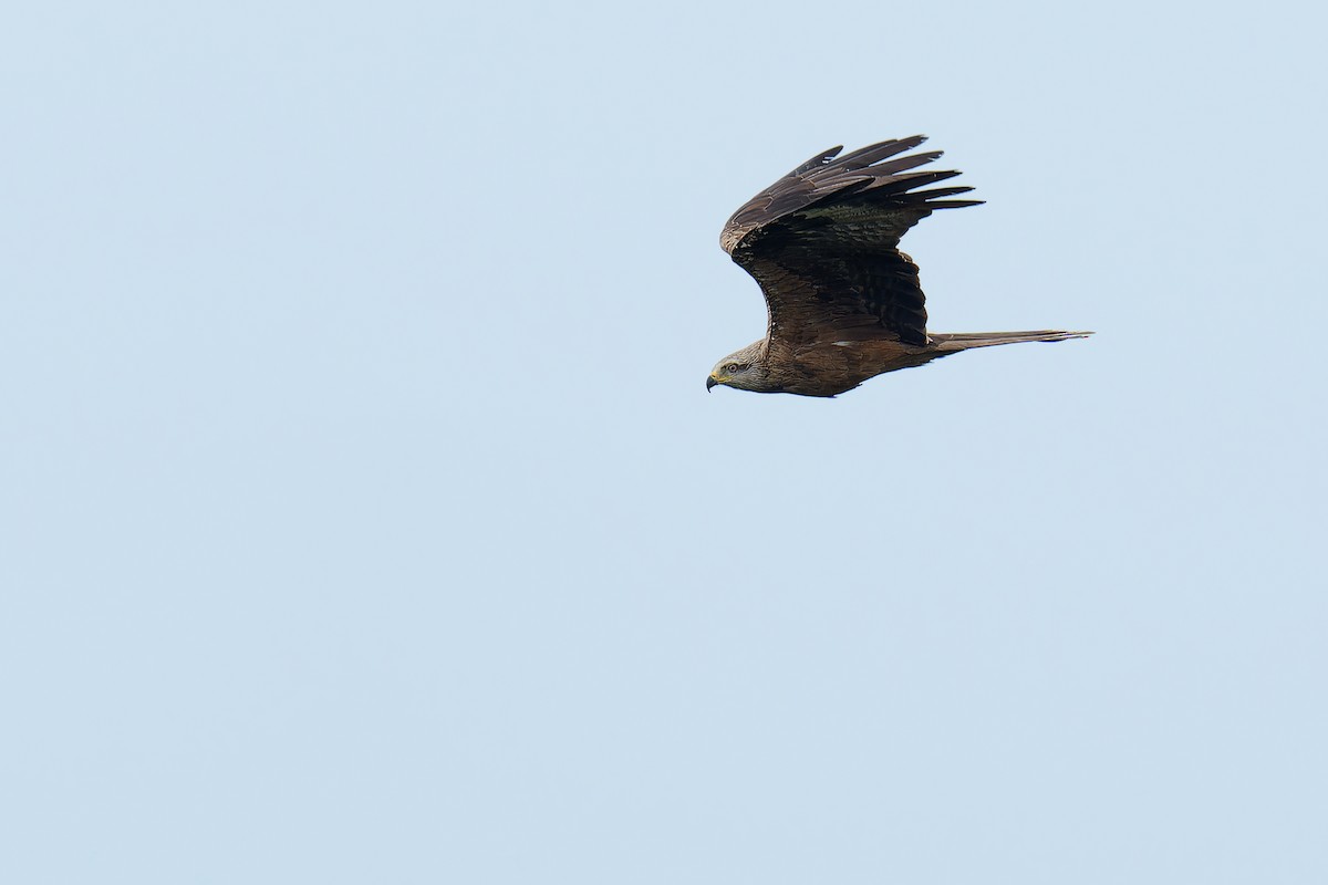 Black Kite - ML624539543