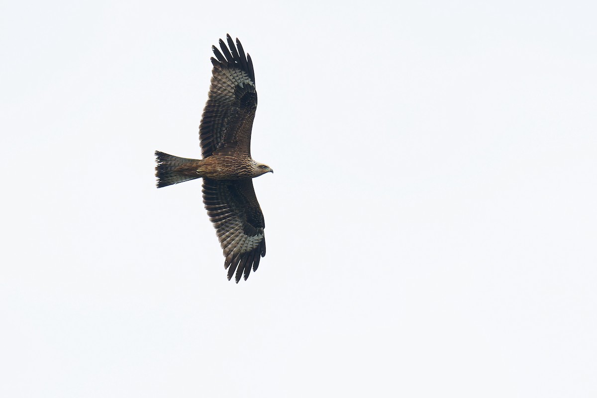 Black Kite - ML624539545