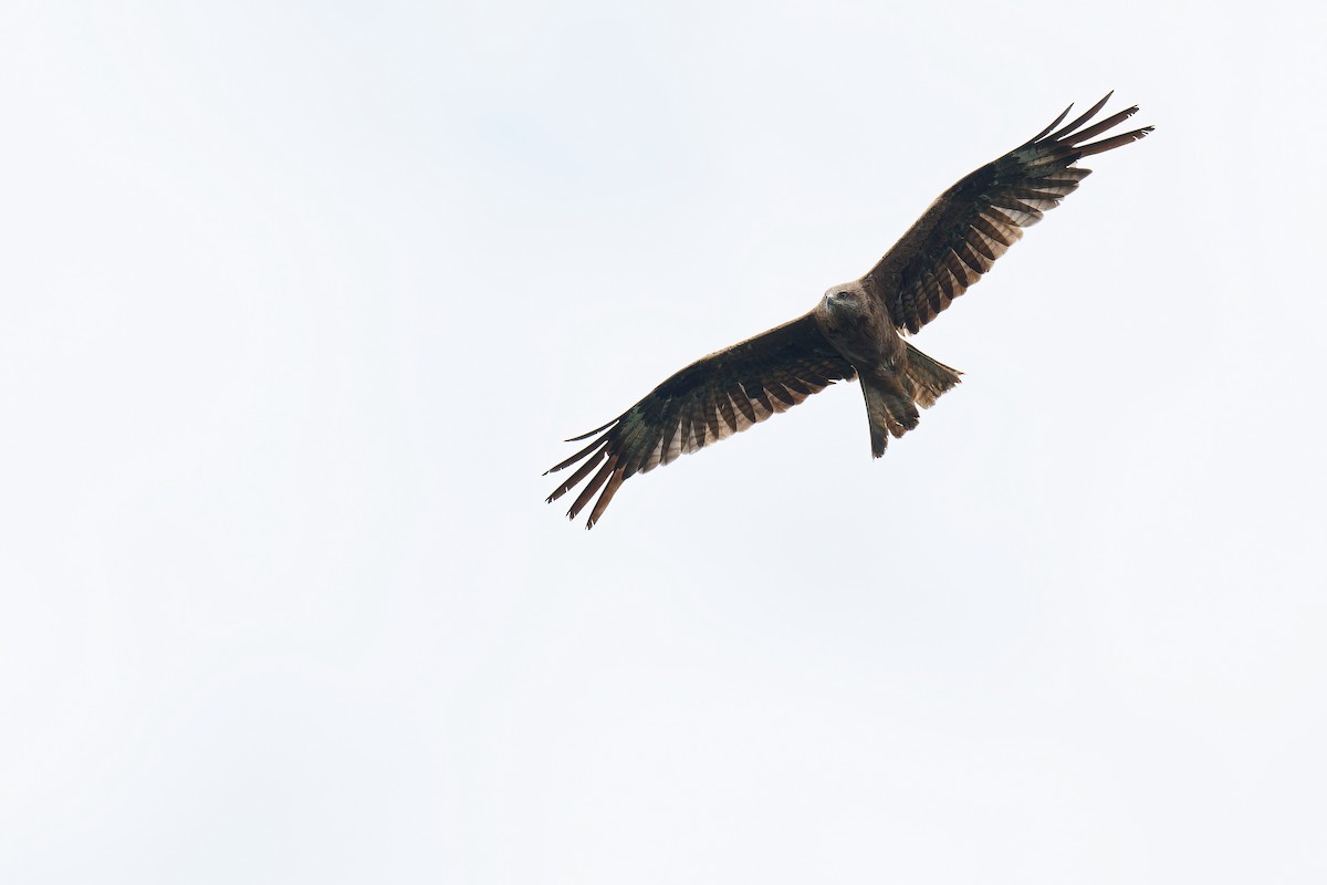 Black Kite - Vincent Wang