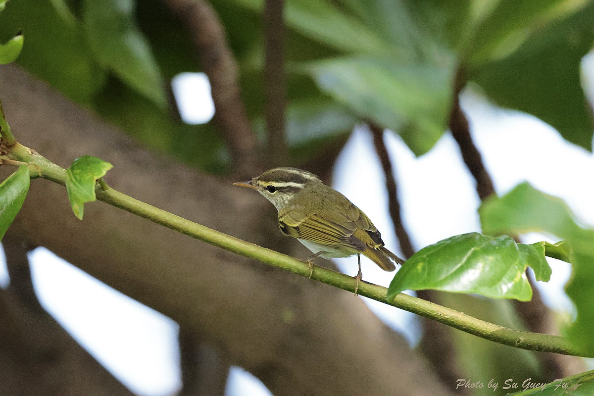Eastern Crowned Warbler - ML624539556