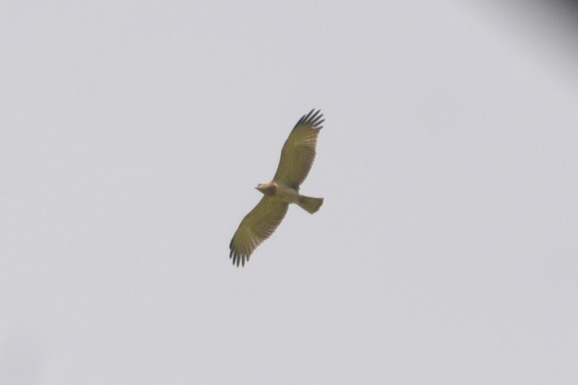 Short-toed Snake-Eagle - ML624539572