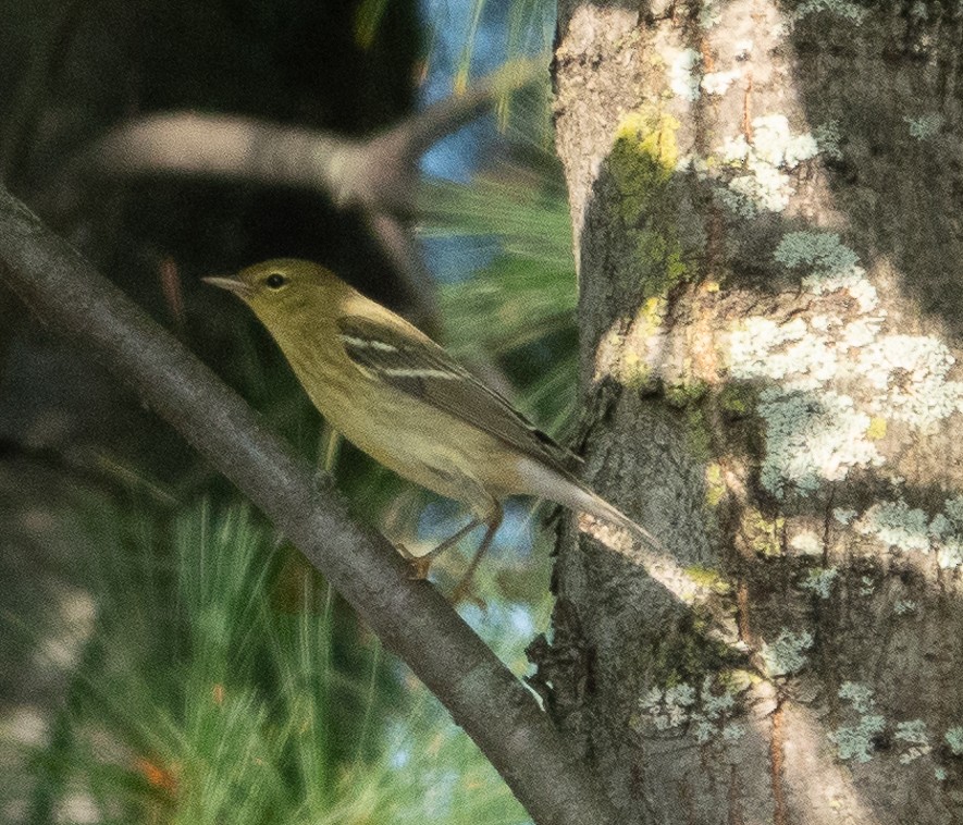 Blackpoll Warbler - ML624539577