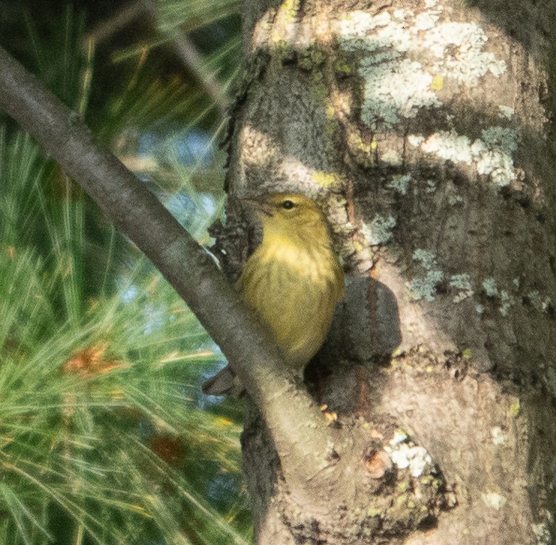 Blackpoll Warbler - ML624539588