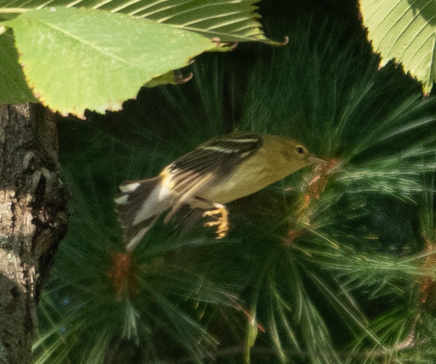 Blackpoll Warbler - ML624539590