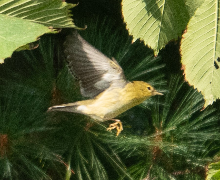 Blackpoll Warbler - ML624539591