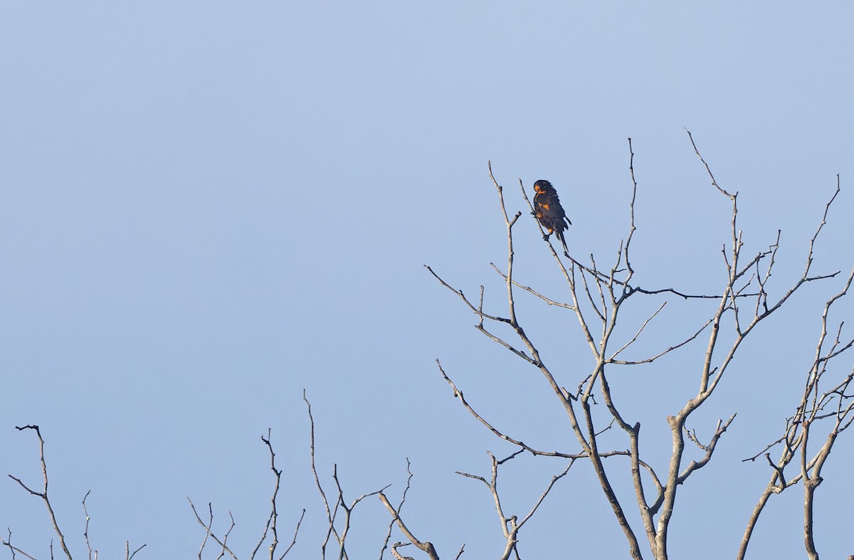 Brown Lory - ML624539595