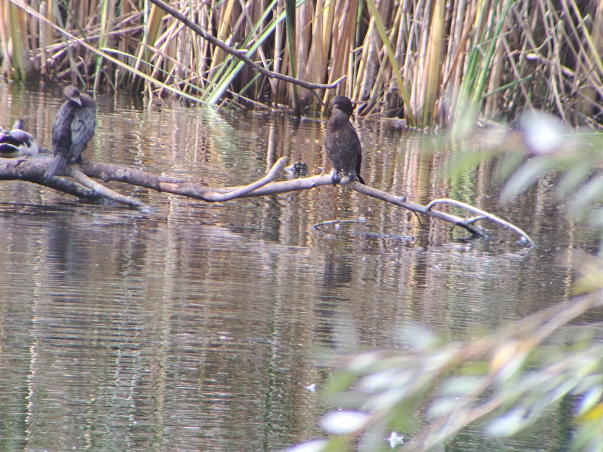 Pygmy Cormorant - ML624539598