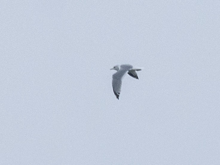 Common Gull (Russian) - ML624539612