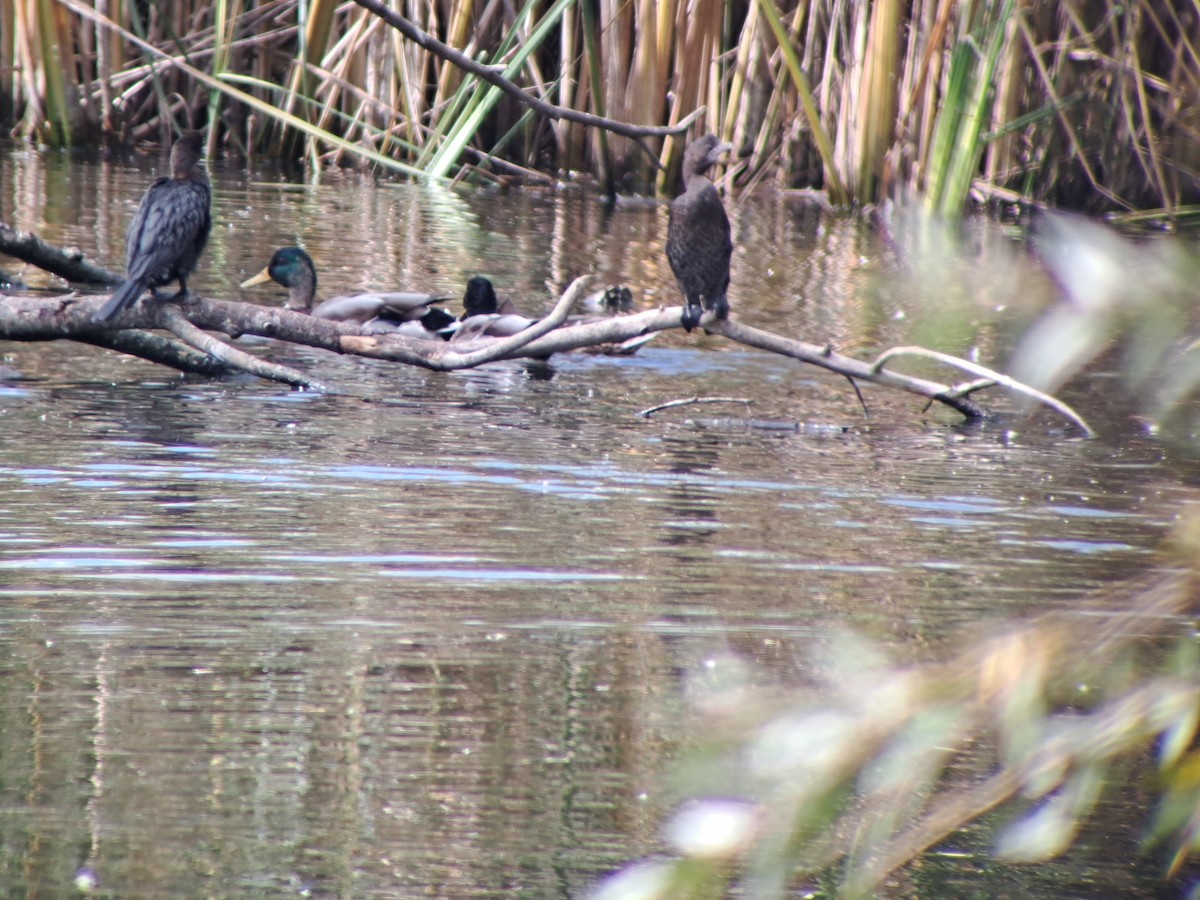 Pygmy Cormorant - ML624539632