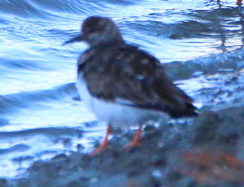 Ruddy Turnstone - bousquet francois