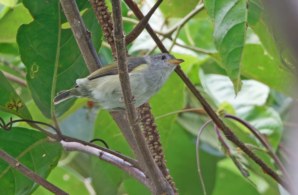 Obscure Berrypecker - Robert Hutchinson / Birdtour Asia